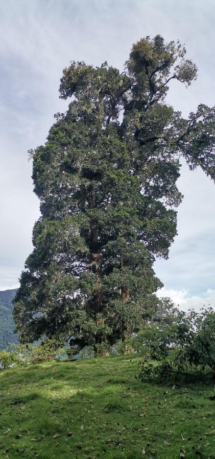 Hotel Glamping Jaulares Mountain Rivas Exterior foto